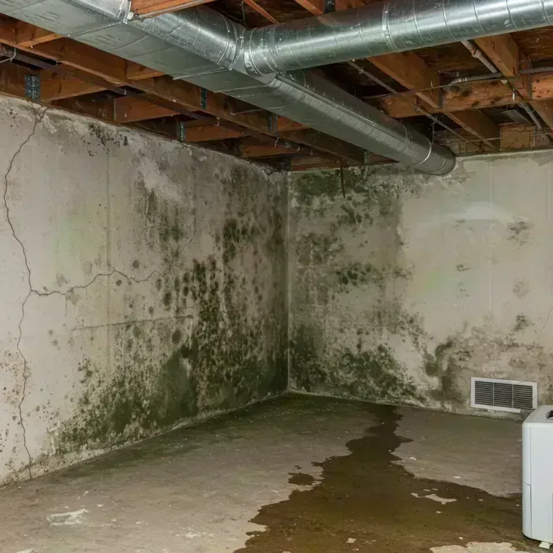 Professional Mold Removal in Charles Town, WV